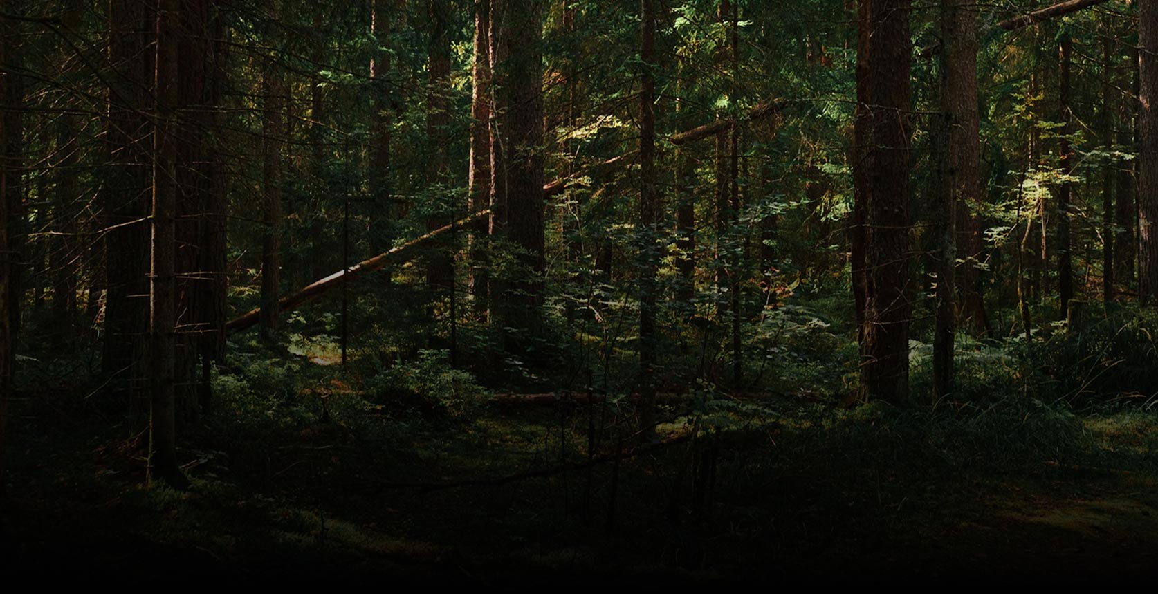 A dense evergreen forest with tall trees, filtered sunlight, and fallen branches creating a quiet, natural woodland atmosphere.